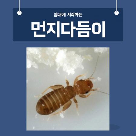 침대벌레