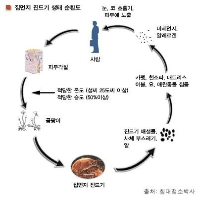 침대 진드기 제거