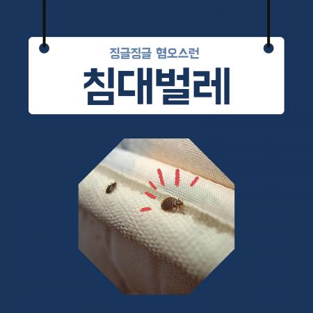 침대벌레